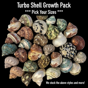 Hermit Crab Turbo Shells