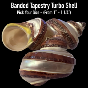 hermit crab shell, banded tapestry turbo shell for hermit crab