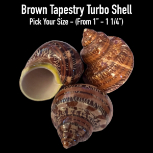 hermit crab shell, brown tapestry turbo shell for hermit crab