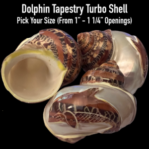 hermit crab shell, dolphin tapestry turbo shell for hermit crab