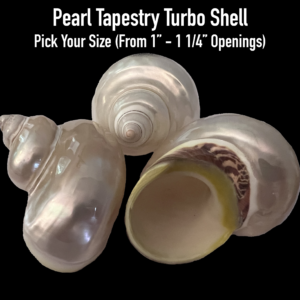 Pearl hermit crab shell, pearl tapestry turbo shell for hermit crab